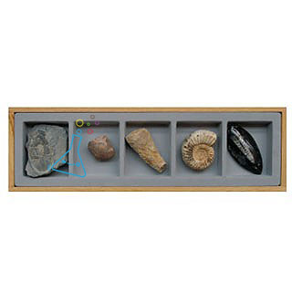 동물화석표본5종