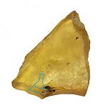 호박속의곤충화석표본
