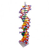DNA모형세트(분해조립식)/22염기쌍