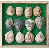 조개화석표본12종