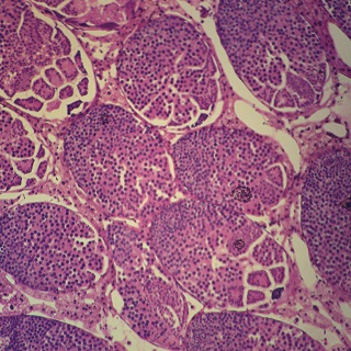 감수분열동물영구표본/영구프레파라트Carolina 1장