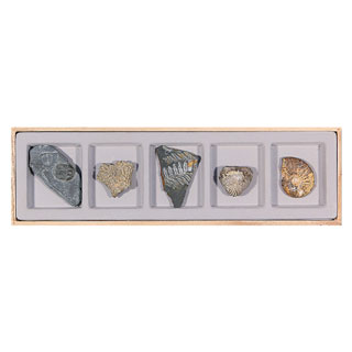 초등화석5종세트