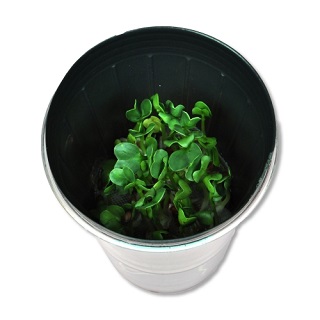 새싹키우기/무씨카우기/5인용