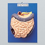 큰창자구조모형/큰창자모형/대장