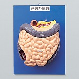 큰창자구조모형/큰창자모형/대장