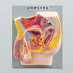 남자생식기구조/B형