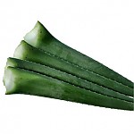 알로에잎/2kg(약3~4개)