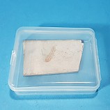 물고기화석/실물