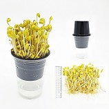 콩나물기르기재배키트/1인용