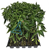 고추모종/10포기/4월중 출고예정