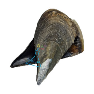 키조개껍데기/2개1조