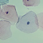 구강상피세포영구표본/입안상피표본/영구프레파라트Carolina 1장