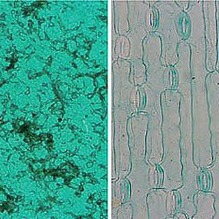 유채꽃 백합프레파라트/영구프레파라트/2종1조