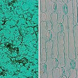 유채꽃 백합프레파라트/영구프레파라트/2종1조