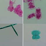 물에사는다양한생물프레파라트/영구프레파라트/4종1조