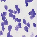 입안상피세포영구표본/입안표피세포영구표본/사람입안세포영구표본