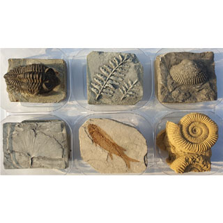 교과서화석6종세트