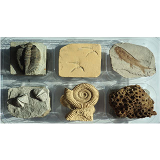 동물화석6종세트