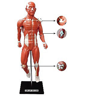 인체근육전신모형/인체근육모형/고무제
