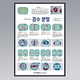 감수분열/판넬,액자