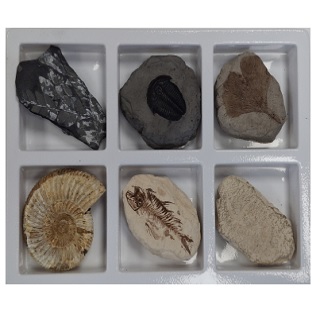 초등화석6종/아이스크림