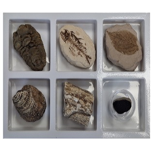 초등화석6종/천재교과서(정용재)