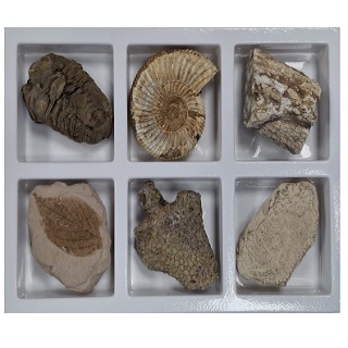 초등화석6종/비상