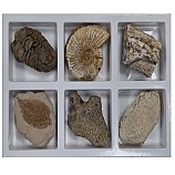 초등화석6종/비상