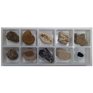 초등화석10종/비상