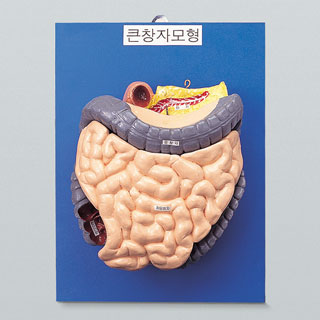 큰창자구조모형/큰창자모형/대장