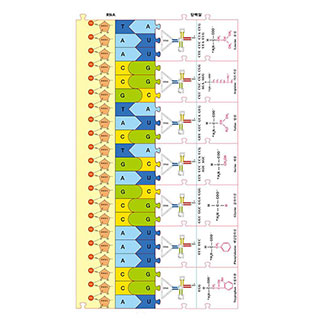 DNA부터단백질합성퍼즐세트/학생용
