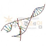 4D프레임 생명체의 설계도 DNA 복제 과정