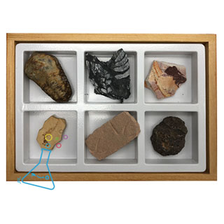 화석6종세트/초등화석6종세트