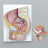 남자생식기구조/A형