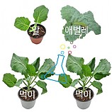 배추흰나비기르기/특대실속형/발송할날자적어주세요