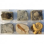 교과서화석6종세트