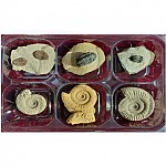 삼엽충3종암모나이트3종